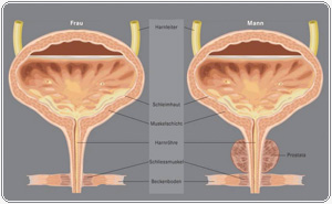 The pelvic floor musculature